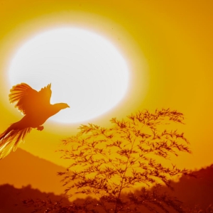 白鹇夕阳下凤凰于飞